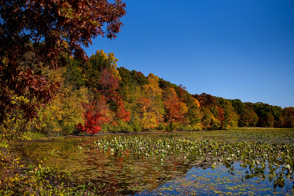 Fall Color Lookbook with Christopher and Banks: plus size autumn outfits from C&B photographed against the changing leaves of fall in northern Michigan. #christopherandbanks #exclusivelycb #fallcolortour #falloutfits #fallcolors #fallstyle #fallfashion