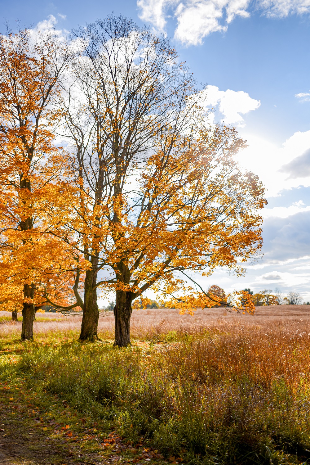 Fall Color Lookbook with Christopher and Banks: plus size autumn outfits from C&B photographed against the changing leaves of fall in northern Michigan. #christopherandbanks #exclusivelycb #fallcolortour #falloutfits #fallcolors #fallstyle #fallfashion