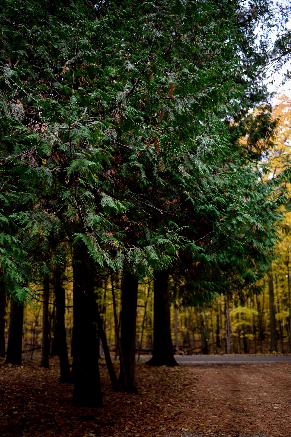 Fall Color Lookbook with Christopher and Banks: plus size autumn outfits from C&B photographed against the changing leaves of fall in northern Michigan. #christopherandbanks #exclusivelycb #fallcolortour #falloutfits #fallcolors #fallstyle #fallfashion