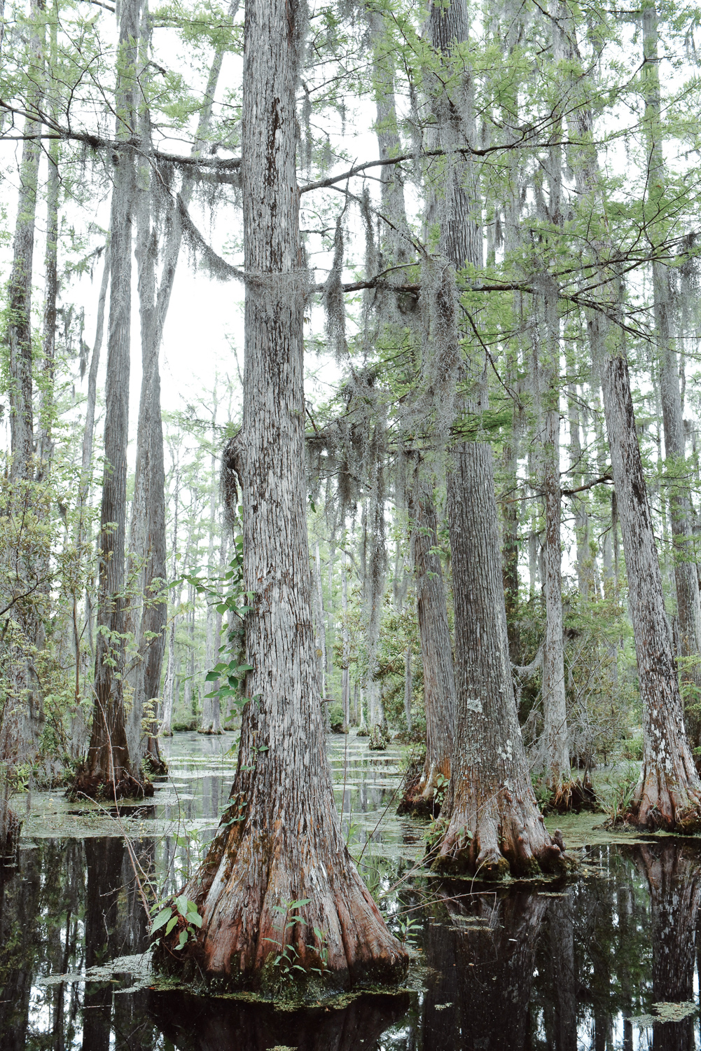 Cypress Gardens South Carolina: Planning a trip to Charleston? Take a morning drive out to Cypress Gardens for a romantic paddle boat tour. #cypressgardens #cypressgardenssc #cypressgardenssouthcarolina #visitcharleston #charlestondaytrip #plussizetravel