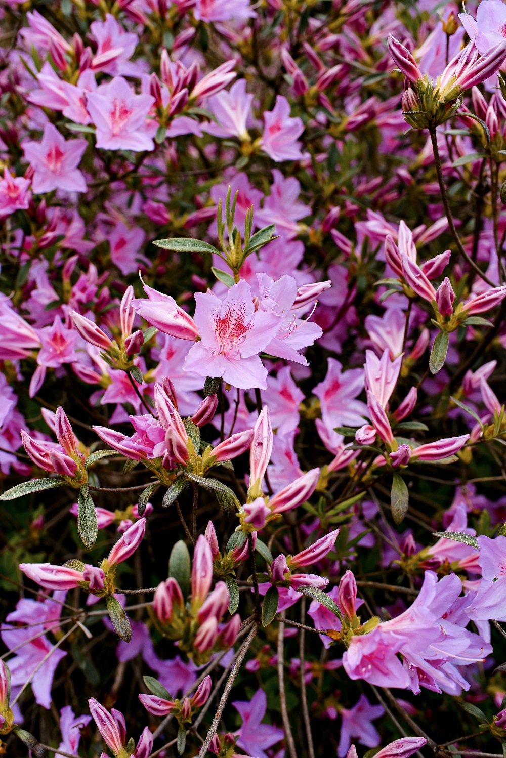 Spring at the Biltmore Estate: a travel guide for the Biltmore's annual Biltmore Blooms flower festival outside Asheville, North Carolina. #biltmoreblooms #biltmoreestate #flowerfestival #visitasheville #plussizetravelblog