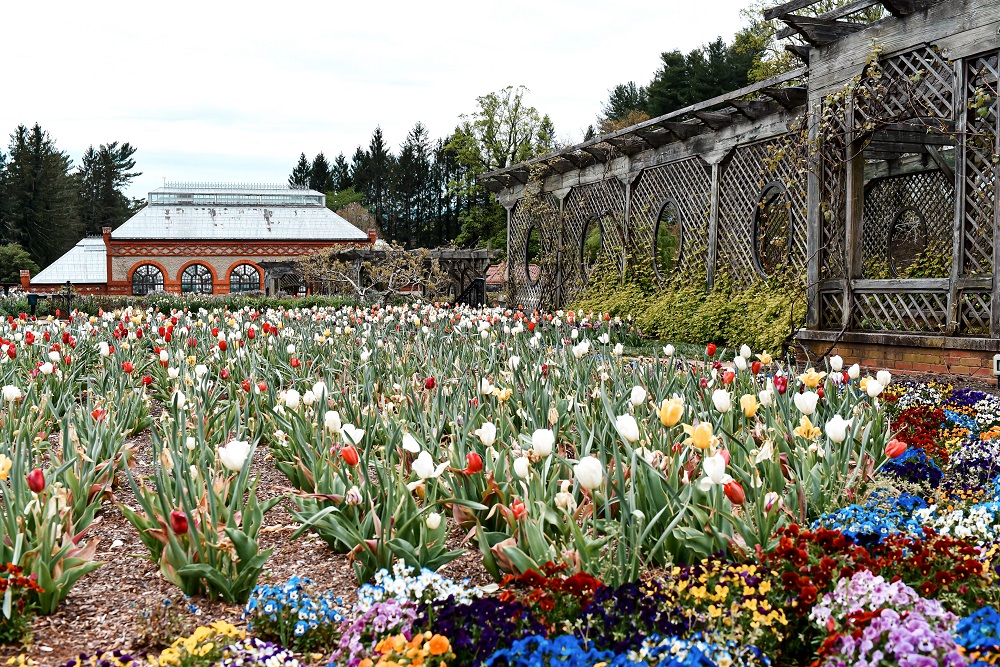 Spring at the Biltmore Estate: a travel guide for the Biltmore's annual Biltmore Blooms flower festival outside Asheville, North Carolina. #biltmoreblooms #biltmoreestate #flowerfestival #visitasheville #plussizetravelblog