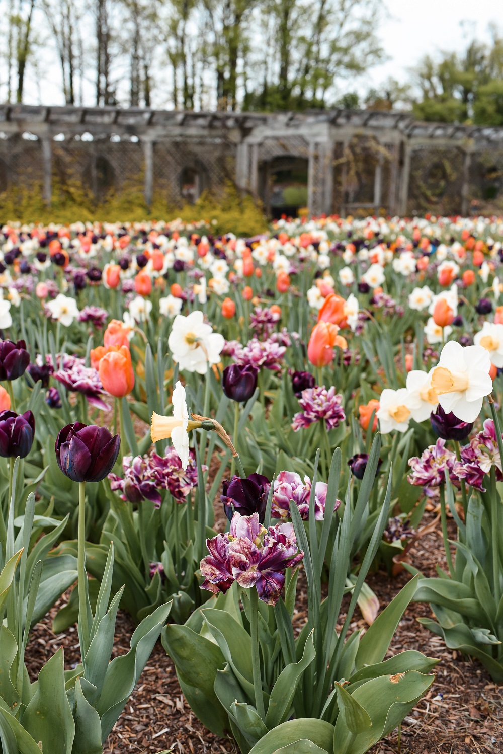 Spring at the Biltmore Estate: a travel guide for the Biltmore's annual Biltmore Blooms flower festival outside Asheville, North Carolina. #biltmoreblooms #biltmoreestate #flowerfestival #visitasheville #plussizetravelblog