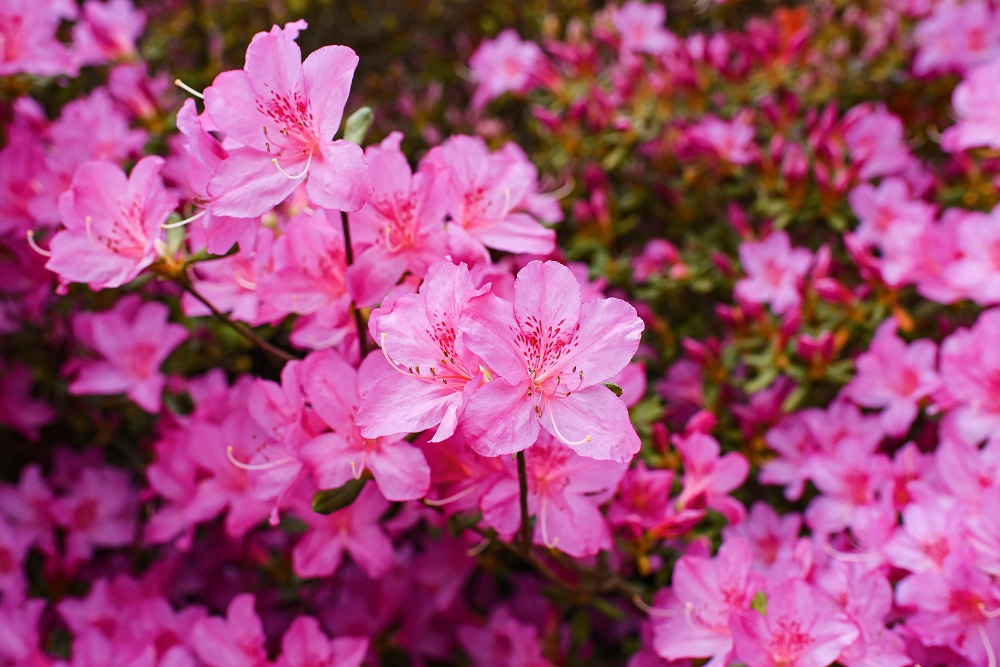 Spring at the Biltmore Estate: a travel guide for the Biltmore's annual Biltmore Blooms flower festival outside Asheville, North Carolina. #biltmoreblooms #biltmoreestate #flowerfestival #visitasheville #plussizetravelblog