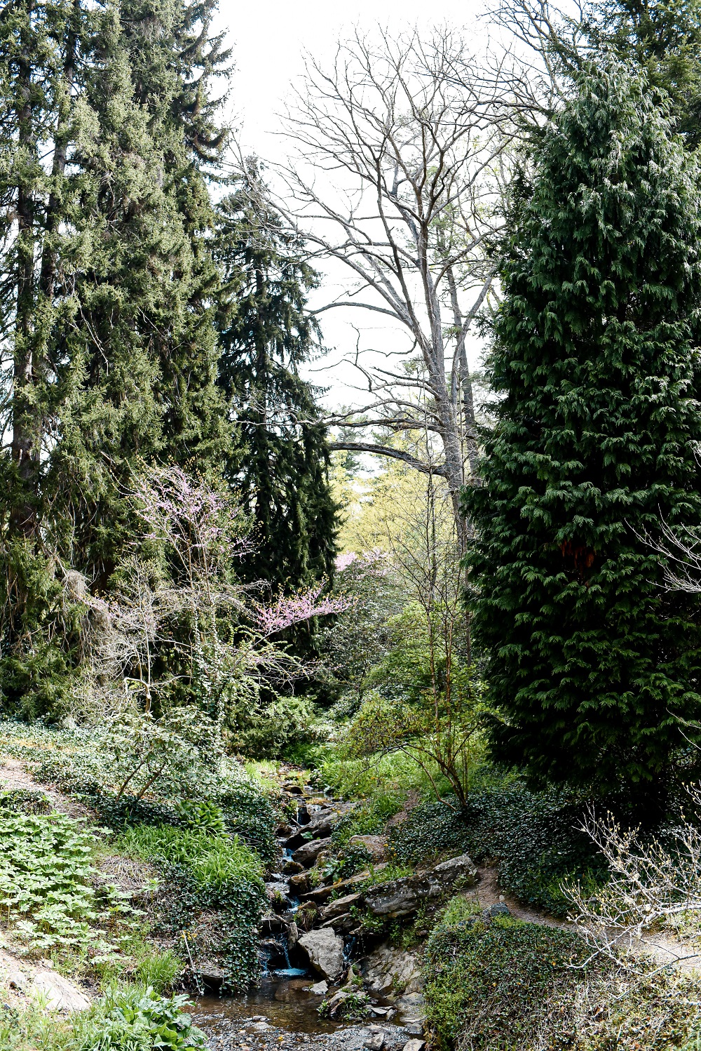 Spring at the Biltmore Estate: a travel guide for the Biltmore's annual Biltmore Blooms flower festival outside Asheville, North Carolina. #biltmoreblooms #biltmoreestate #flowerfestival #visitasheville #plussizetravelblog