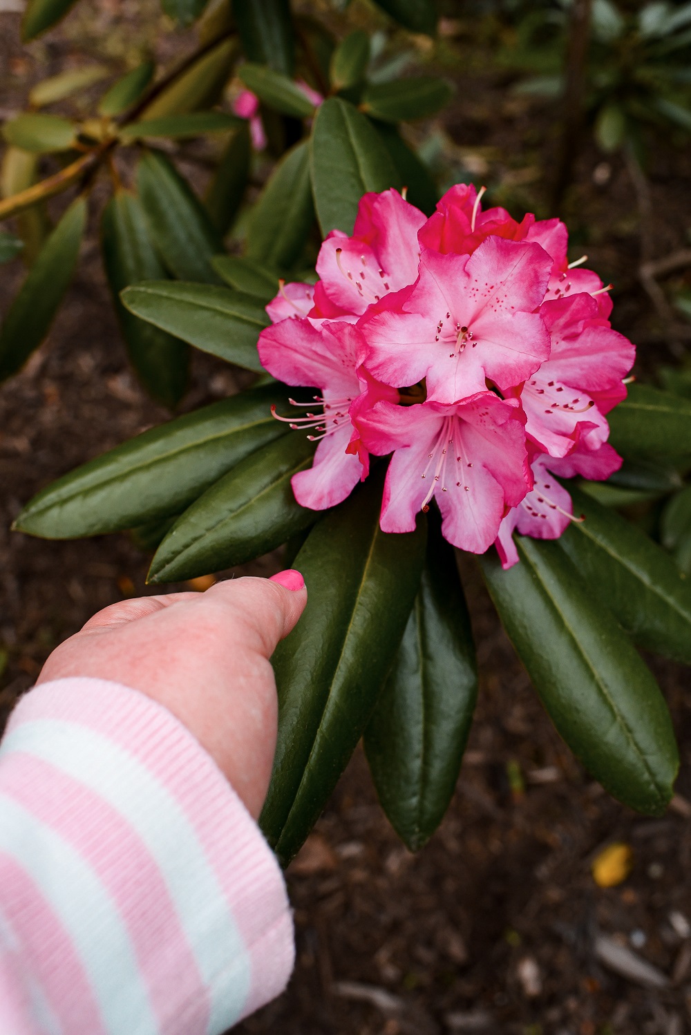 Spring at the Biltmore Estate: a travel guide for the Biltmore's annual Biltmore Blooms flower festival outside Asheville, North Carolina. #biltmoreblooms #biltmoreestate #flowerfestival #visitasheville #plussizetravelblog