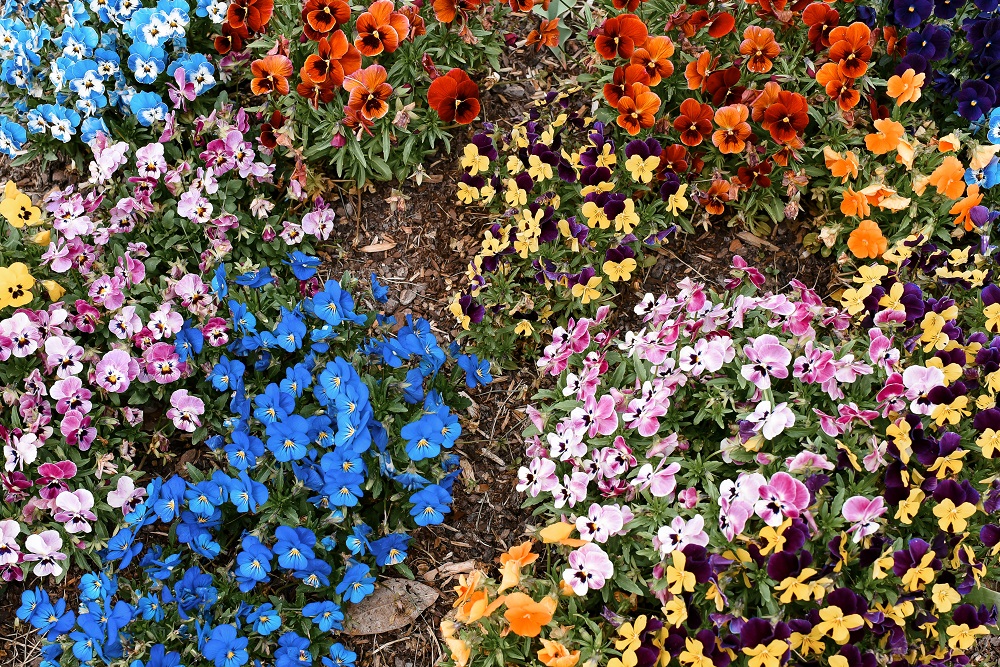 Spring at the Biltmore Estate: a travel guide for the Biltmore's annual Biltmore Blooms flower festival outside Asheville, North Carolina. #biltmoreblooms #biltmoreestate #flowerfestival #visitasheville #plussizetravelblog