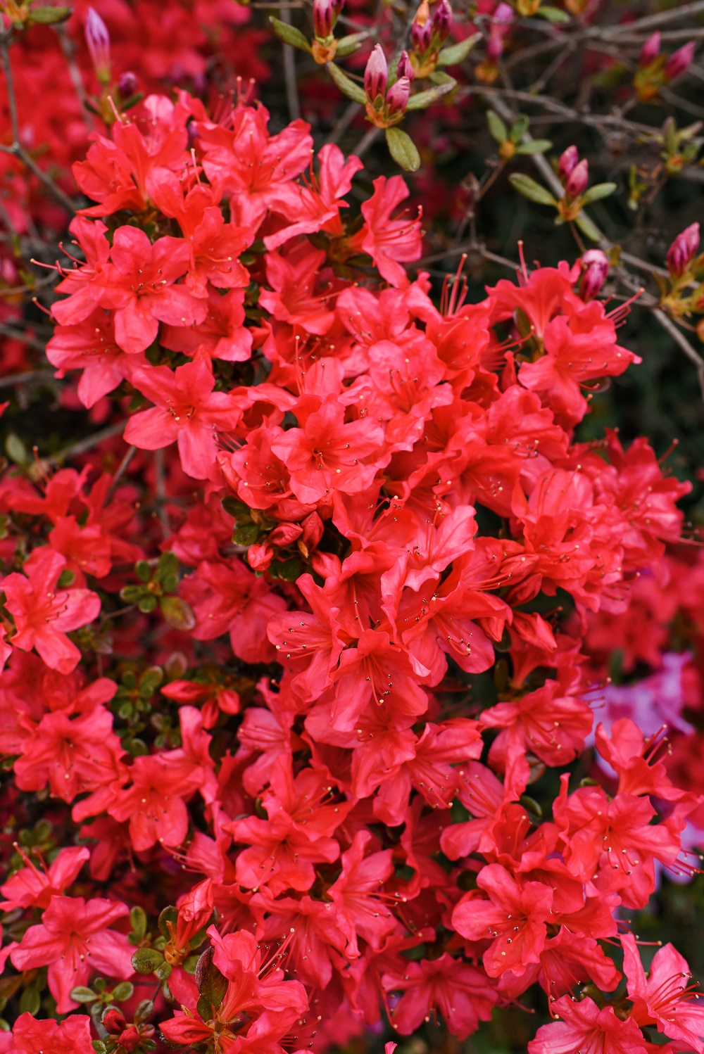 Spring at the Biltmore Estate: a travel guide for the Biltmore's annual Biltmore Blooms flower festival outside Asheville, North Carolina. #biltmoreblooms #biltmoreestate #flowerfestival #visitasheville #plussizetravelblog