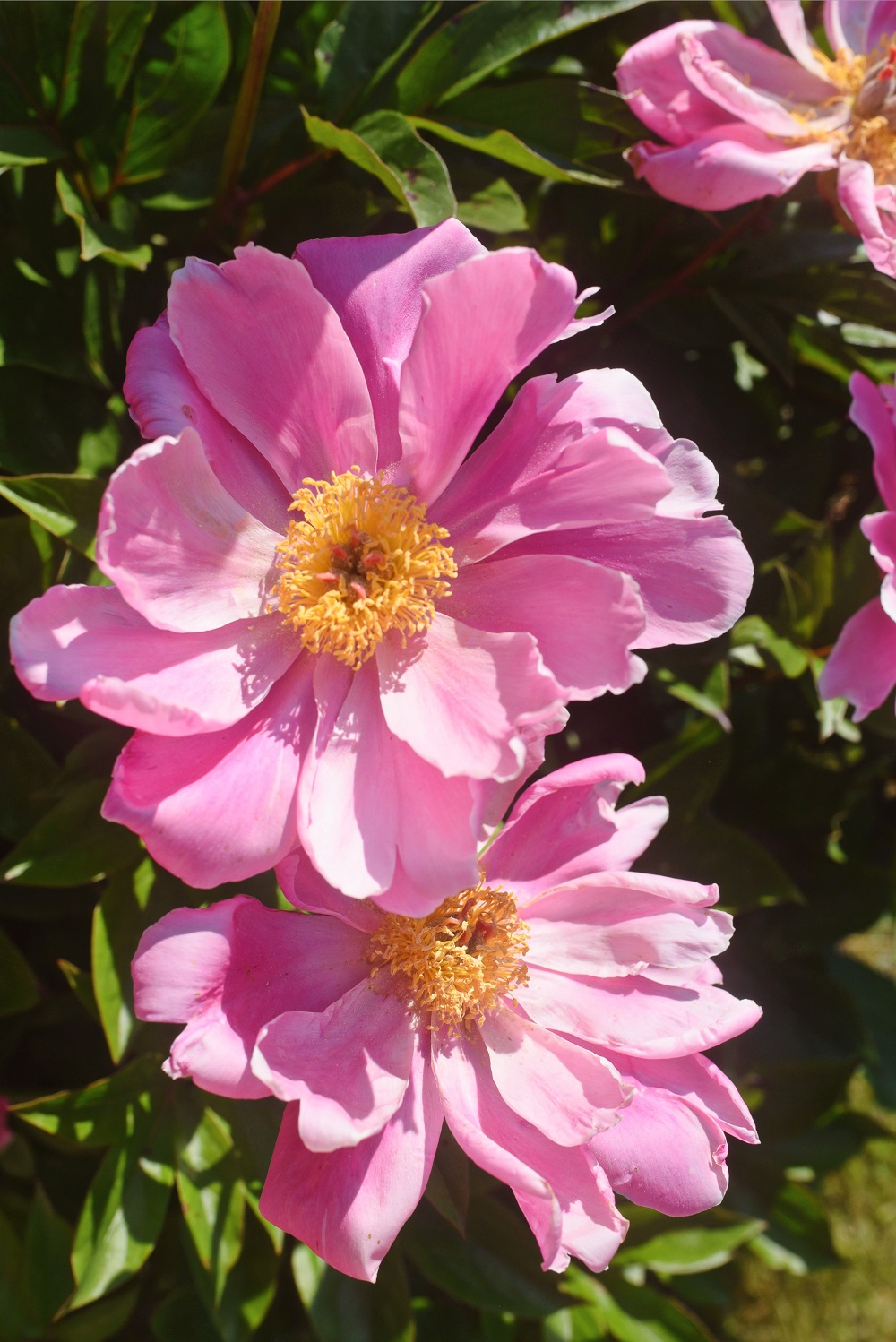The Peony Garden at Nichols Arboretum: Peonies at the Arb bloom from late May to mid June each year, just off U of M campus in Ann Arbor. #peoniesatthearb #annarborpeonygarden #nicholsarboretum #thearb