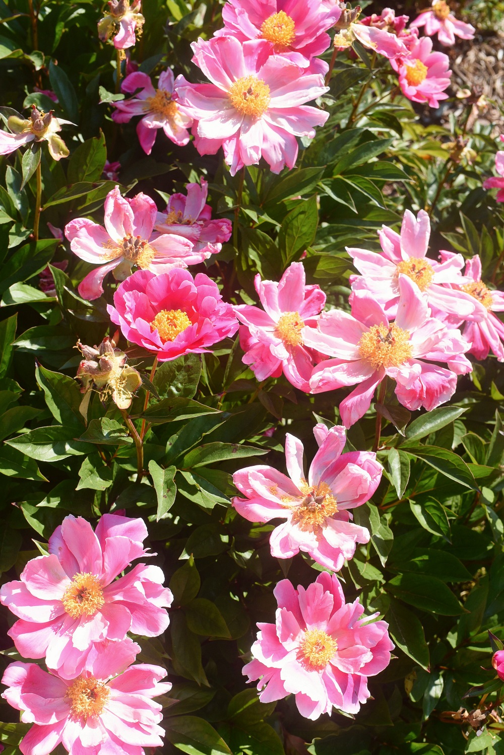 The Peony Garden at Nichols Arboretum: Peonies at the Arb bloom from late May to mid June each year, just off U of M campus in Ann Arbor. #peoniesatthearb #annarborpeonygarden #nicholsarboretum #thearb