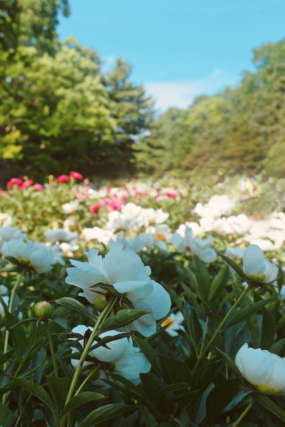 The Peony Garden at Nichols Arboretum: Peonies at the Arb bloom from late May to mid June each year, just off U of M campus in Ann Arbor. #peoniesatthearb #annarborpeonygarden #nicholsarboretum #thearb
