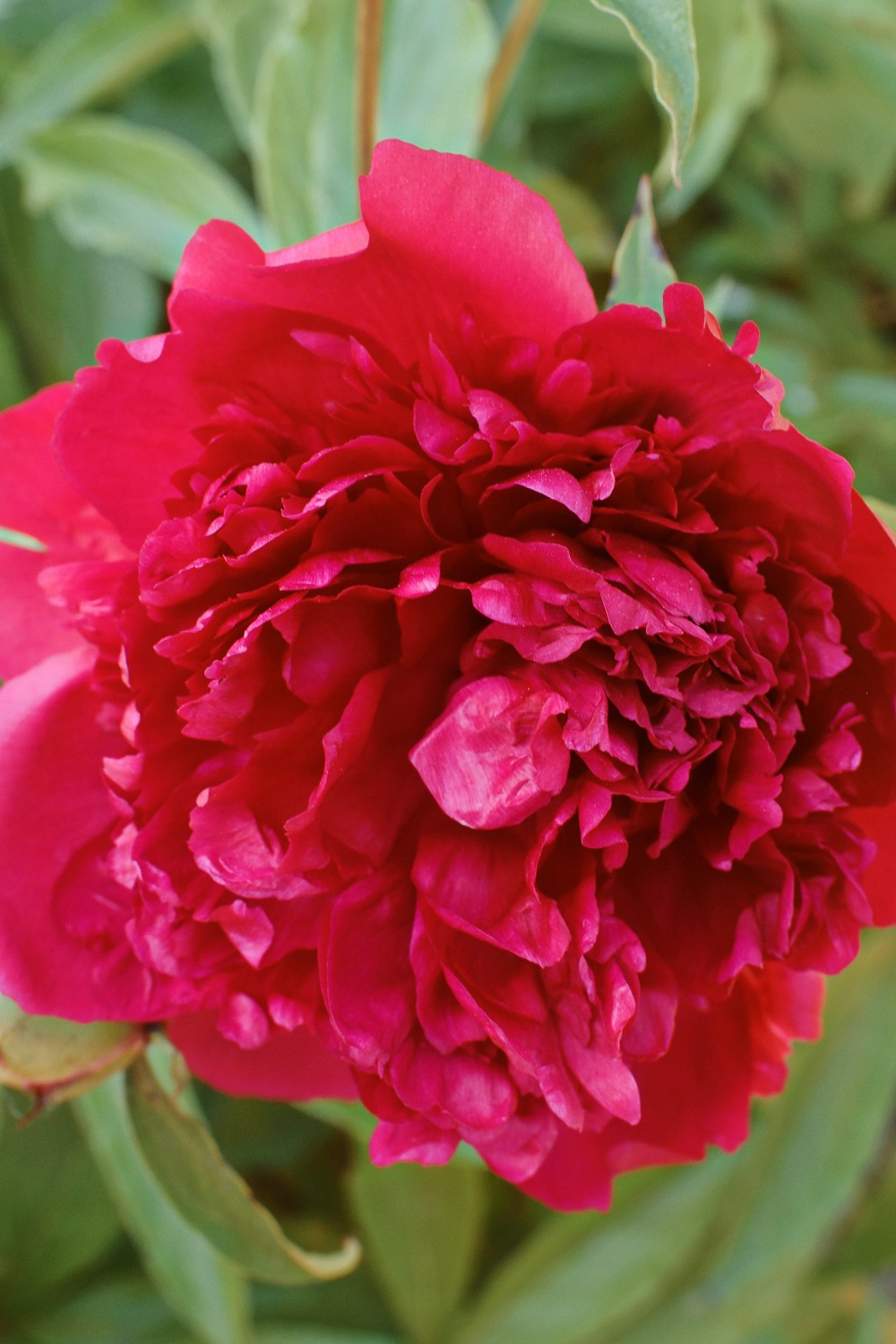 The Peony Garden at Nichols Arboretum: Peonies at the Arb bloom from late May to mid June each year, just off U of M campus in Ann Arbor. #peoniesatthearb #annarborpeonygarden #nicholsarboretum #thearb
