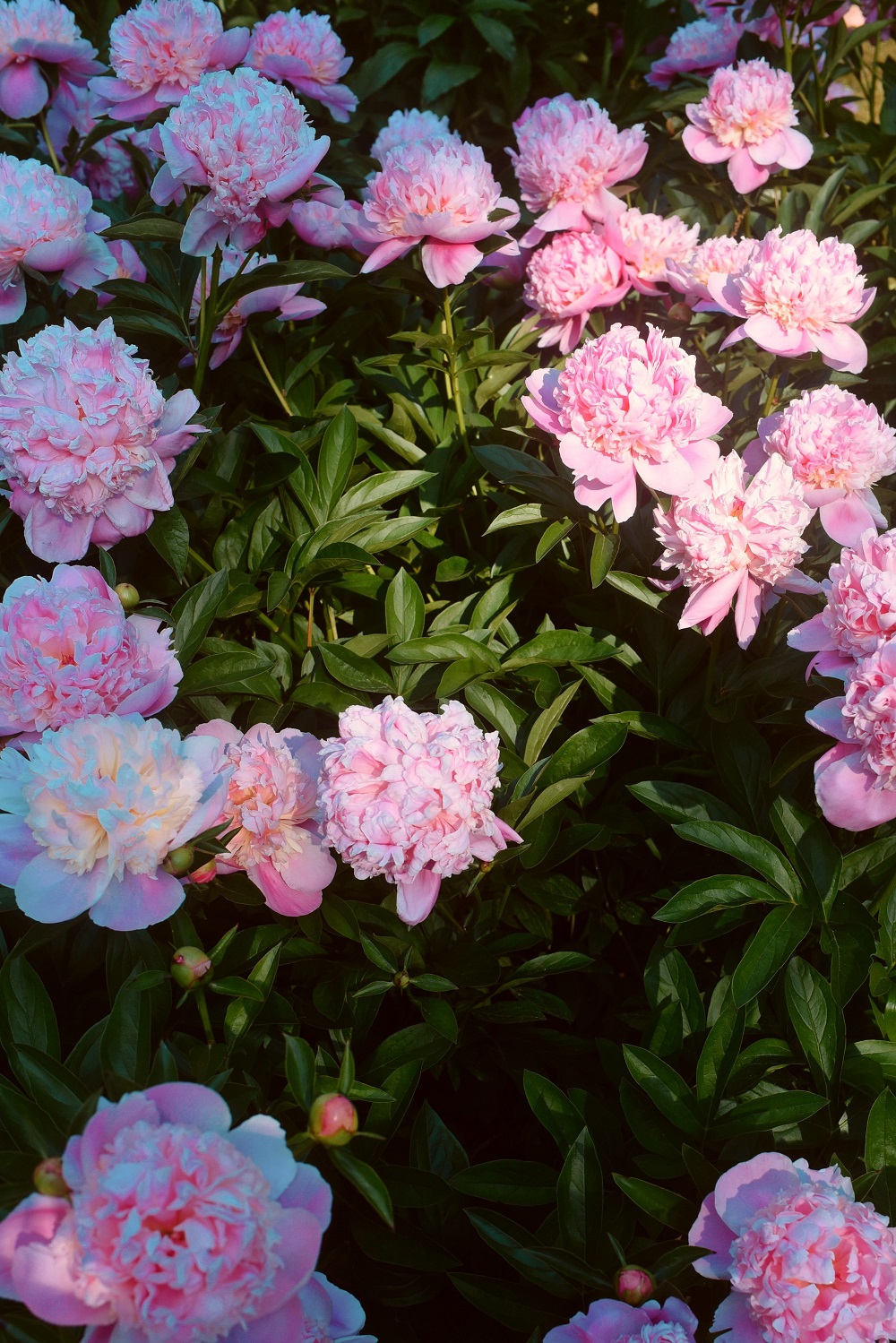 The Peony Garden at Nichols Arboretum: Peonies at the Arb bloom from late May to mid June each year, just off U of M campus in Ann Arbor. #peoniesatthearb #annarborpeonygarden #nicholsarboretum #thearb