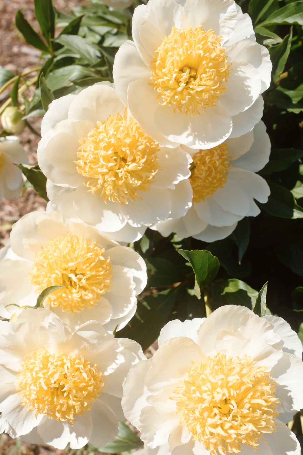 The Peony Garden at Nichols Arboretum: Peonies at the Arb bloom from late May to mid June each year, just off U of M campus in Ann Arbor. #peoniesatthearb #annarborpeonygarden #nicholsarboretum #thearb