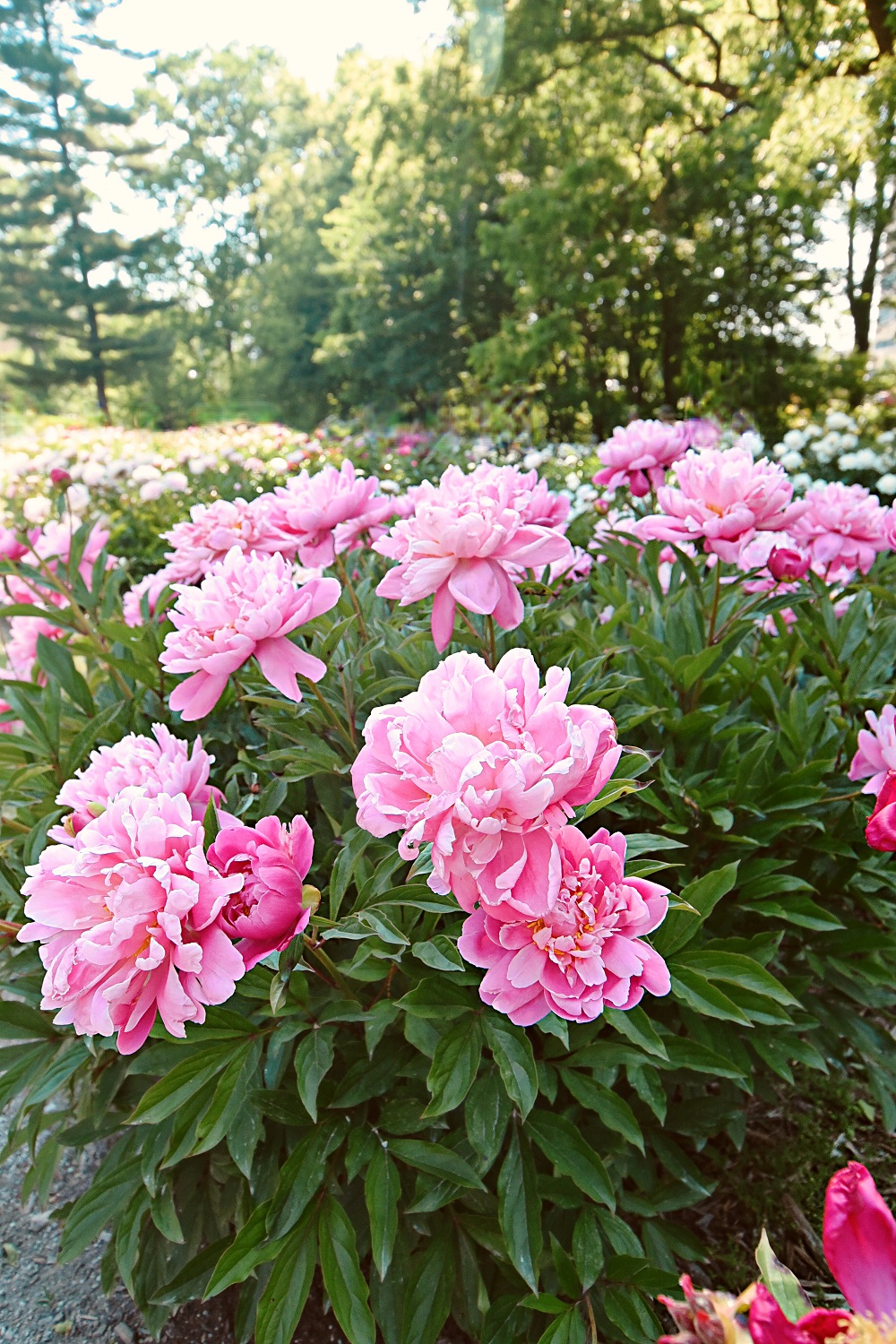 The Peony Garden at Nichols Arboretum: Peonies at the Arb bloom from late May to mid June each year, just off U of M campus in Ann Arbor. #peoniesatthearb #annarborpeonygarden #nicholsarboretum #thearb