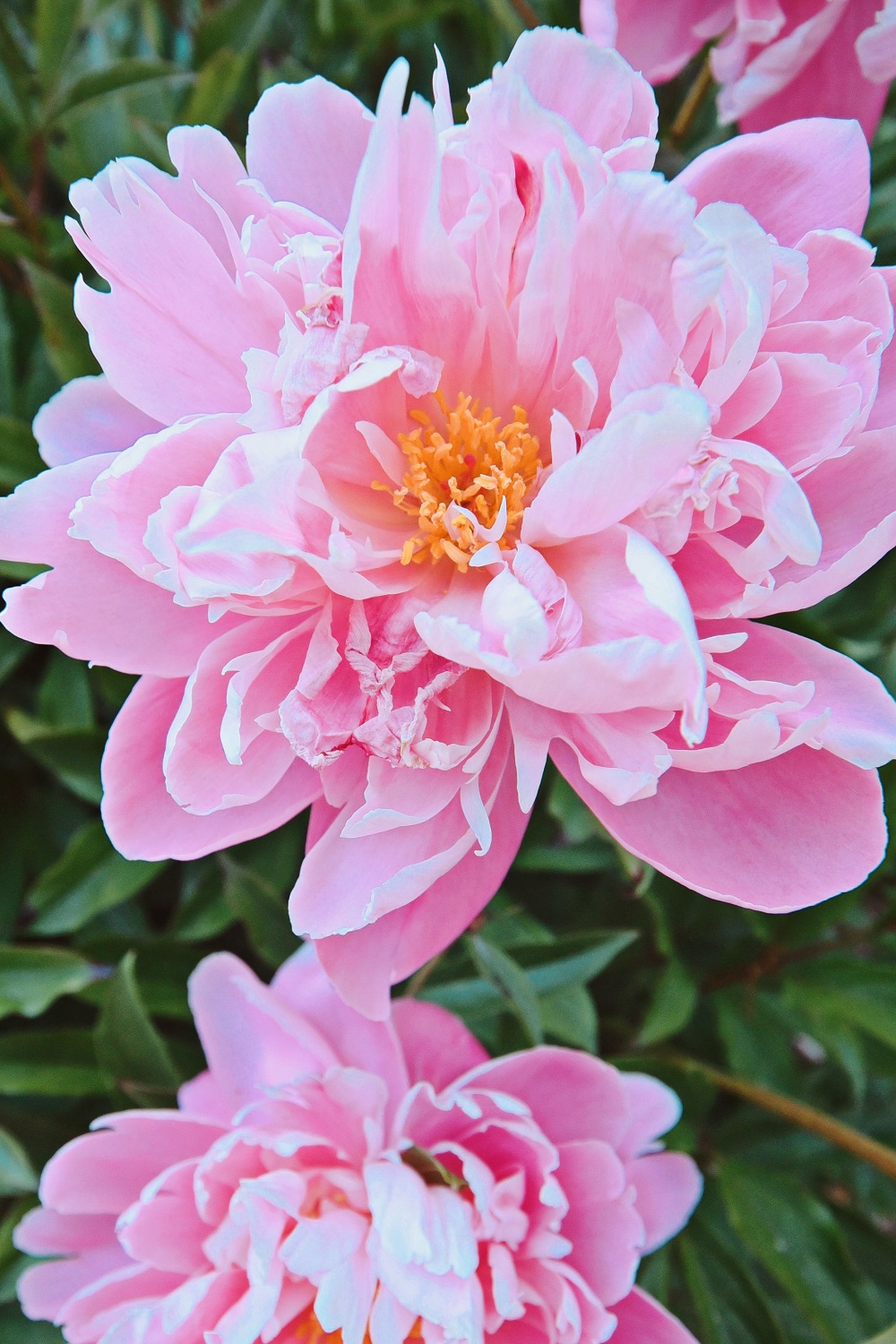 The Peony Garden at Nichols Arboretum: Peonies at the Arb bloom from late May to mid June each year, just off U of M campus in Ann Arbor. #peoniesatthearb #annarborpeonygarden #nicholsarboretum #thearb