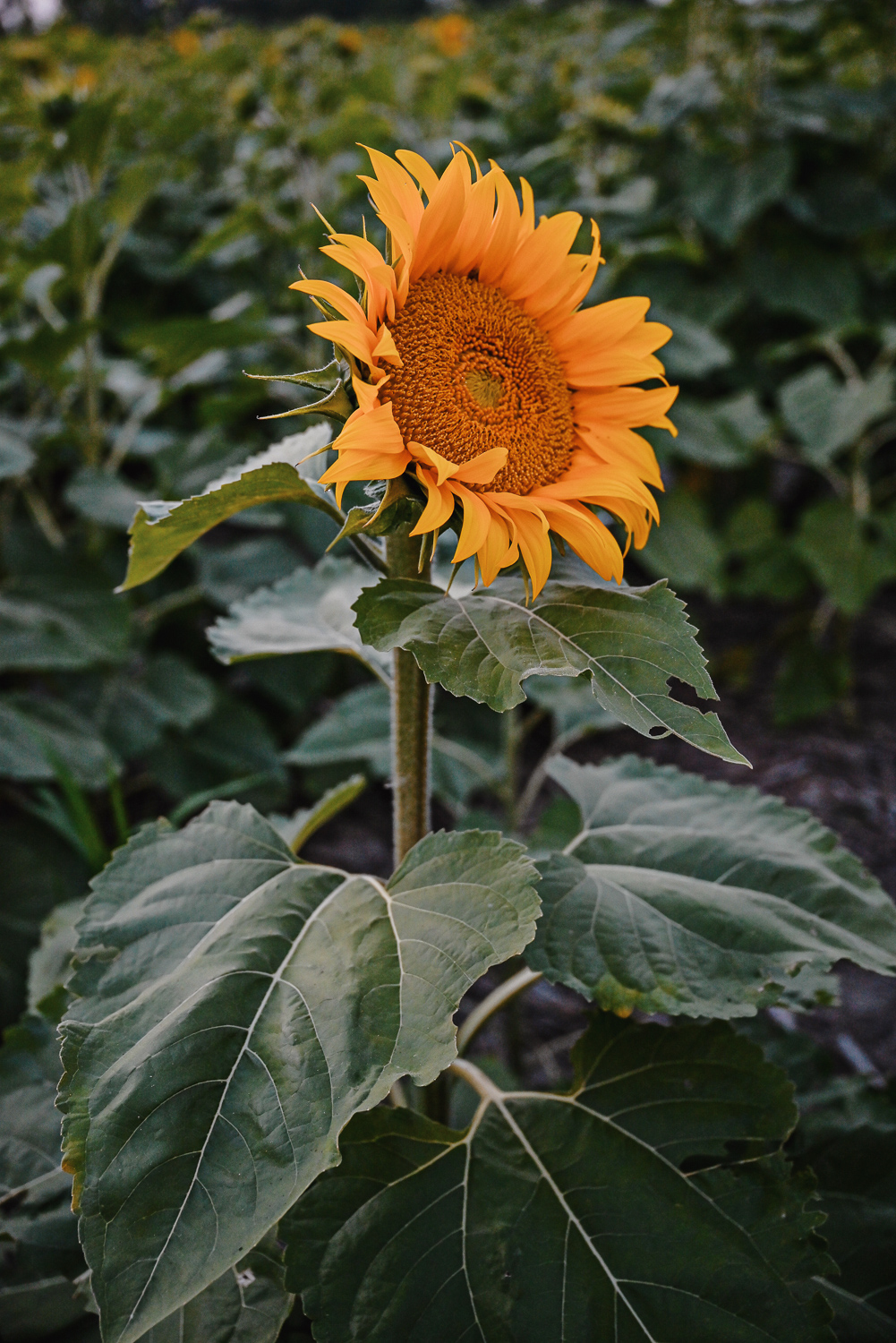 The Flower Fields are in Bloom at Schell Family Farm: this August, drive out to Pinckney, Michigan to see the wildflowers and sunflowers. #schellfamilyfarm #pinckneymichigan #pinckneymi #michigansunflowers #michiganwildflowers