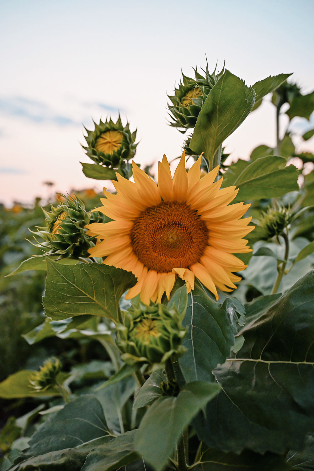 The Flower Fields are in Bloom at Schell Family Farm: this August, drive out to Pinckney, Michigan to see the wildflowers and sunflowers. #schellfamilyfarm #pinckneymichigan #pinckneymi #michigansunflowers #michiganwildflowers