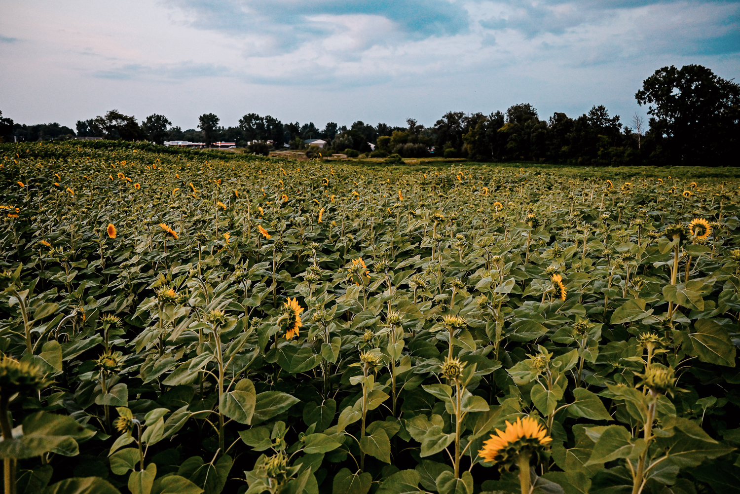 The Flower Fields are in Bloom at Schell Family Farm: this August, drive out to Pinckney, Michigan to see the wildflowers and sunflowers. #schellfamilyfarm #pinckneymichigan #pinckneymi #michigansunflowers #michiganwildflowers