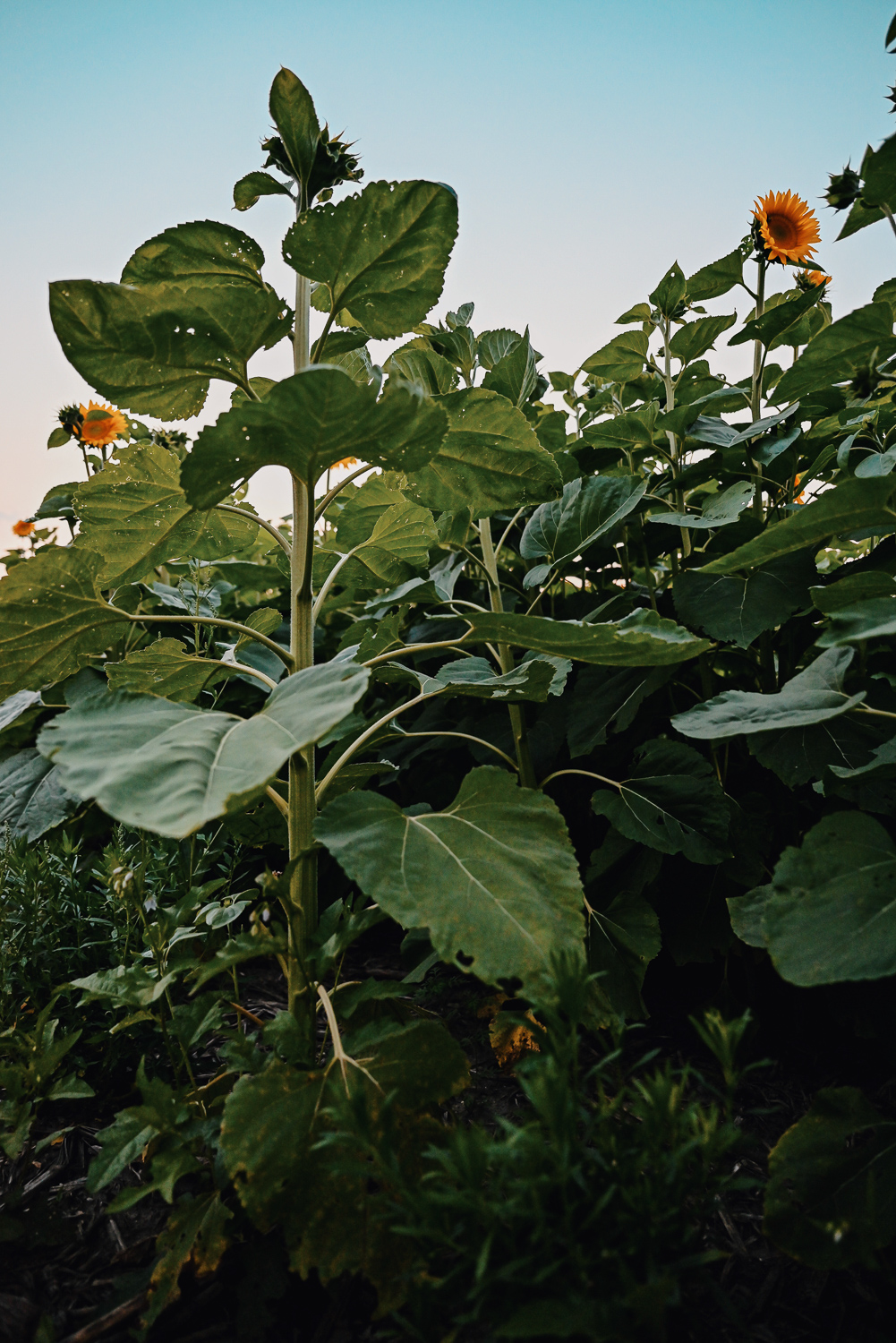 The Flower Fields are in Bloom at Schell Family Farm: this August, drive out to Pinckney, Michigan to see the wildflowers and sunflowers. #schellfamilyfarm #pinckneymichigan #pinckneymi #michigansunflowers #michiganwildflowers