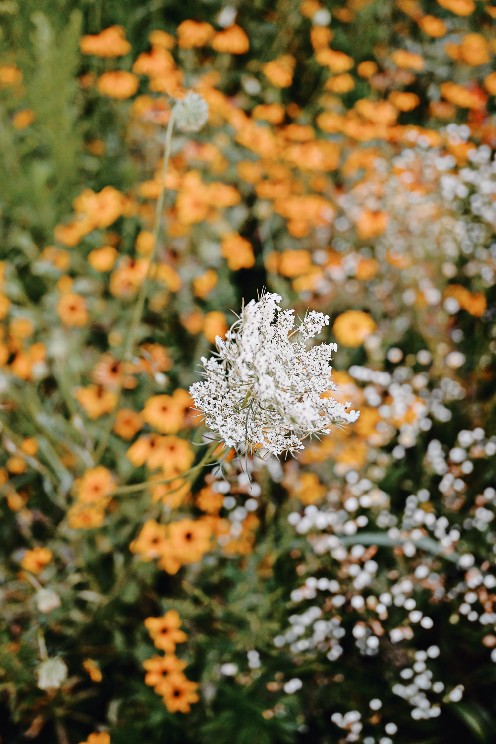 The Flower Fields are in Bloom at Schell Family Farm: this August, drive out to Pinckney, Michigan to see the wildflowers and sunflowers. #schellfamilyfarm #pinckneymichigan #pinckneymi #michigansunflowers #michiganwildflowers