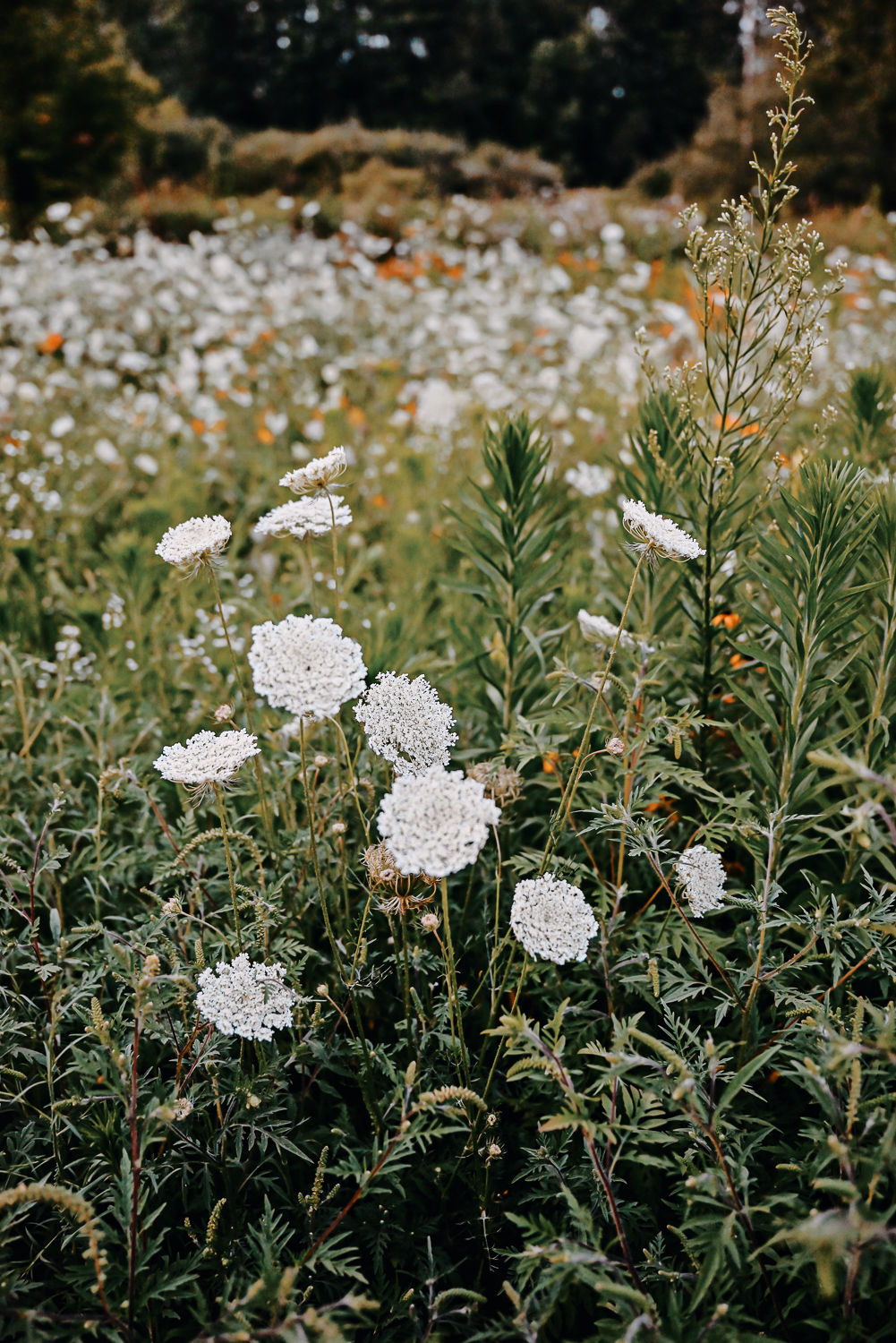 The Flower Fields are in Bloom at Schell Family Farm: this August, drive out to Pinckney, Michigan to see the wildflowers and sunflowers. #schellfamilyfarm #pinckneymichigan #pinckneymi #michigansunflowers #michiganwildflowers