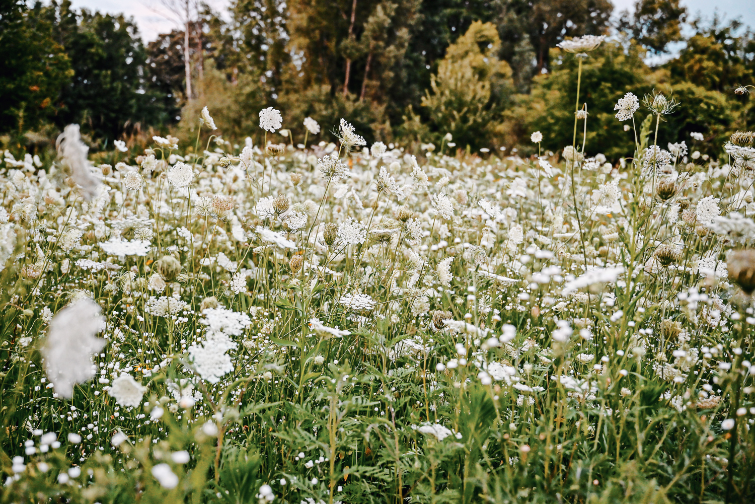 The Flower Fields are in Bloom at Schell Family Farm: this August, drive out to Pinckney, Michigan to see the wildflowers and sunflowers. #schellfamilyfarm #pinckneymichigan #pinckneymi #michigansunflowers #michiganwildflowers