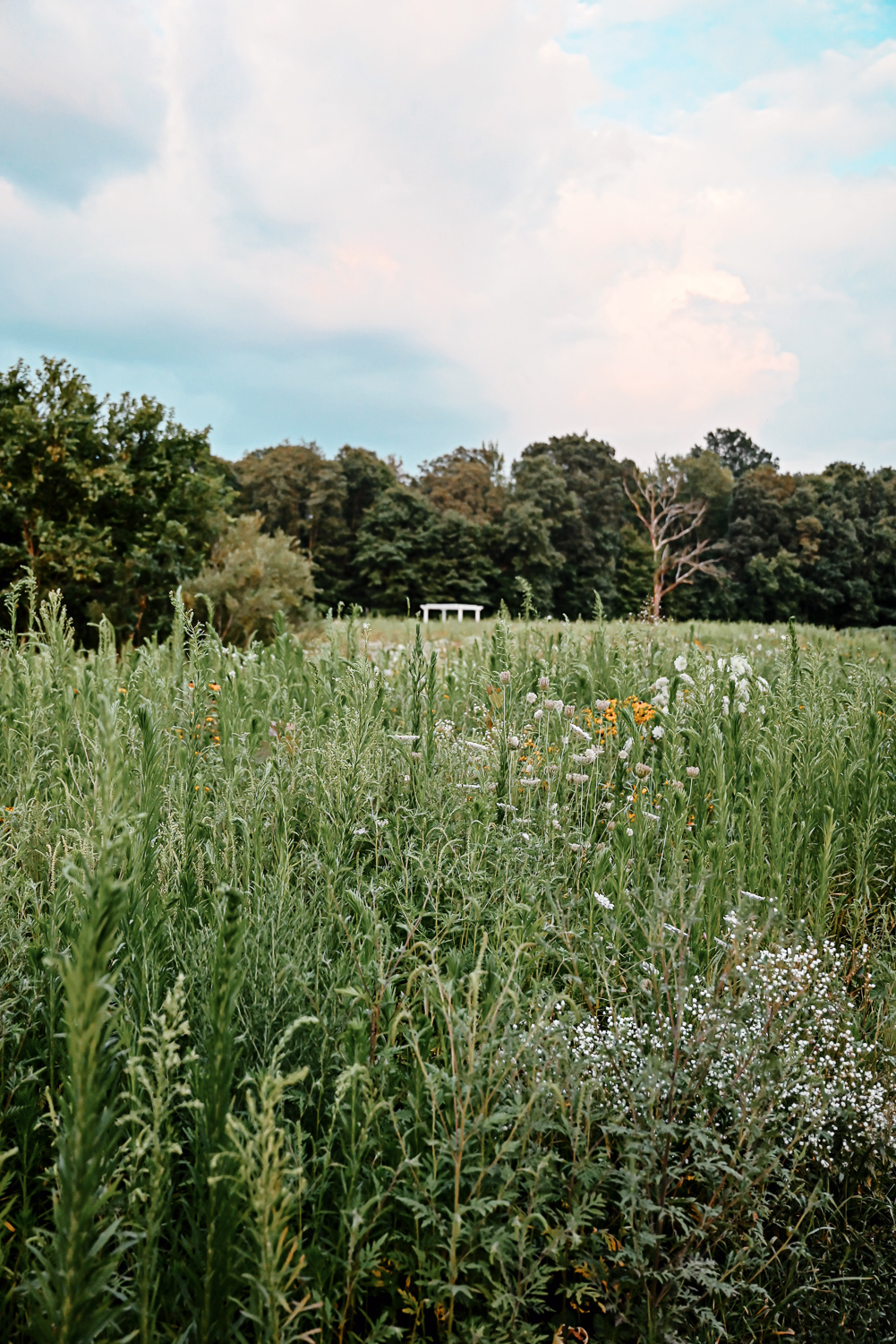 The Flower Fields are in Bloom at Schell Family Farm: this August, drive out to Pinckney, Michigan to see the wildflowers and sunflowers. #schellfamilyfarm #pinckneymichigan #pinckneymi #michigansunflowers #michiganwildflowers