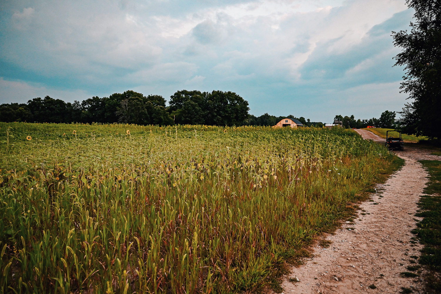 The Flower Fields are in Bloom at Schell Family Farm: this August, drive out to Pinckney, Michigan to see the wildflowers and sunflowers. #schellfamilyfarm #pinckneymichigan #pinckneymi #michigansunflowers #michiganwildflowers