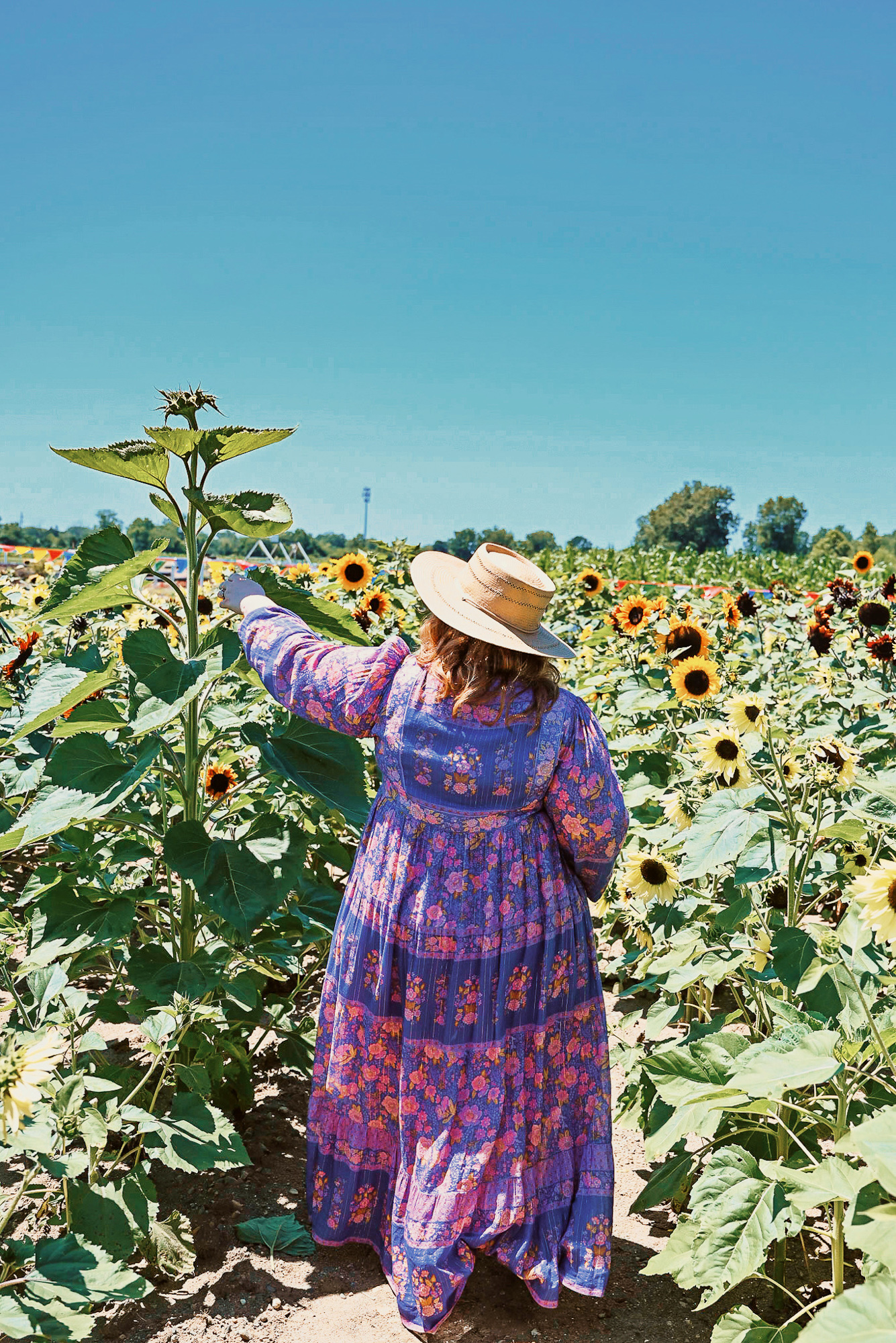 DeBuck's Sunflower Farm Lavender Festival | $8 tickets include wagon rides to the flower fields, with snacks and lavender products for sale.