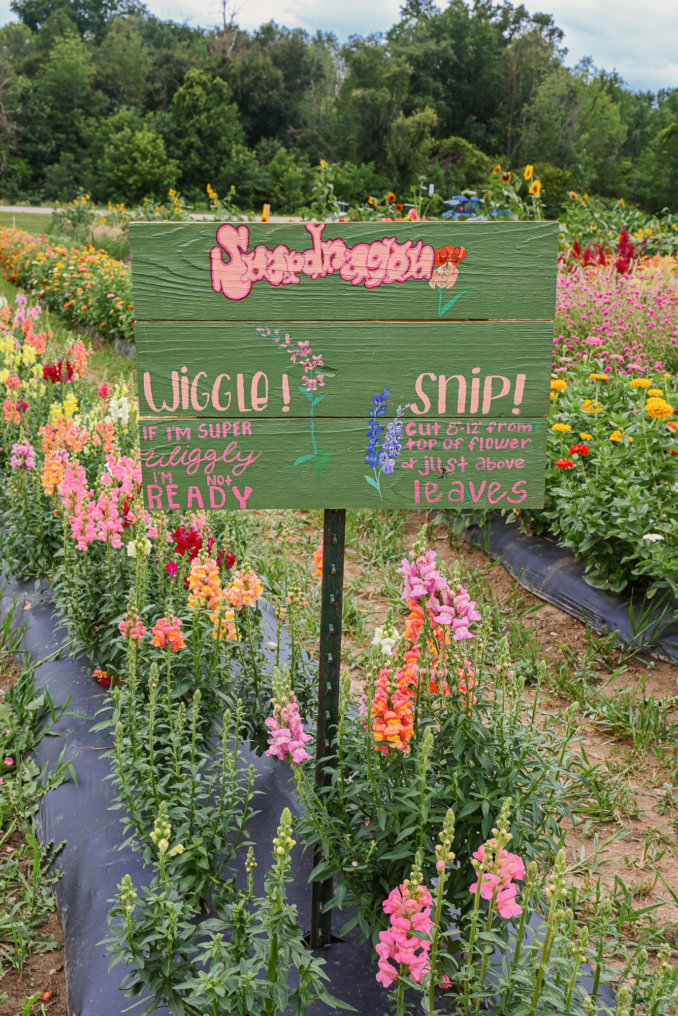 Down on MI Farm with #MIGrownMIGreat | A celebration of Michigan farmers and our state's growing agritourism and floritourism industries.